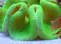 Fluorescent Carpet Anemone