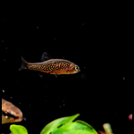Galaxy Rasbora