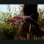 Glow Light Tetra