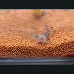 Green Cory