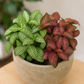 Mix of Red/Green Fittonia