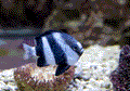 Humbug Damsel (Tank Bred)