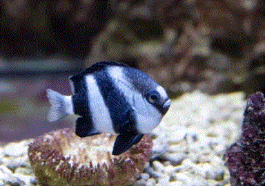 Humbug Damsel (Tank Bred)