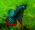 Imbellis Betta
