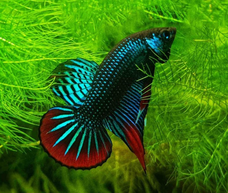 Imbellis Betta