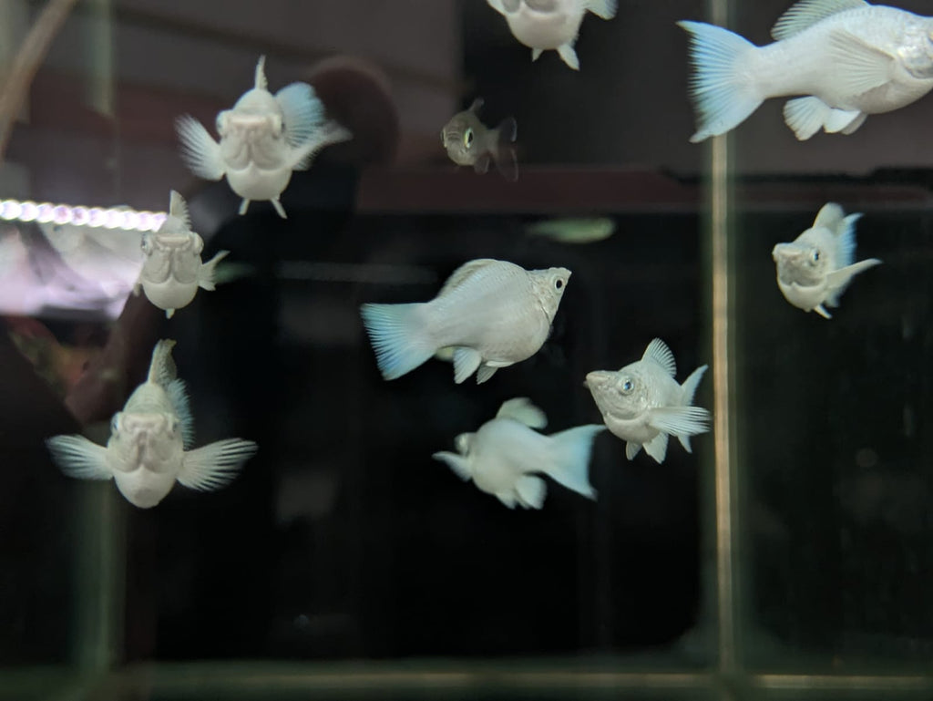 Imported Balloon Molly