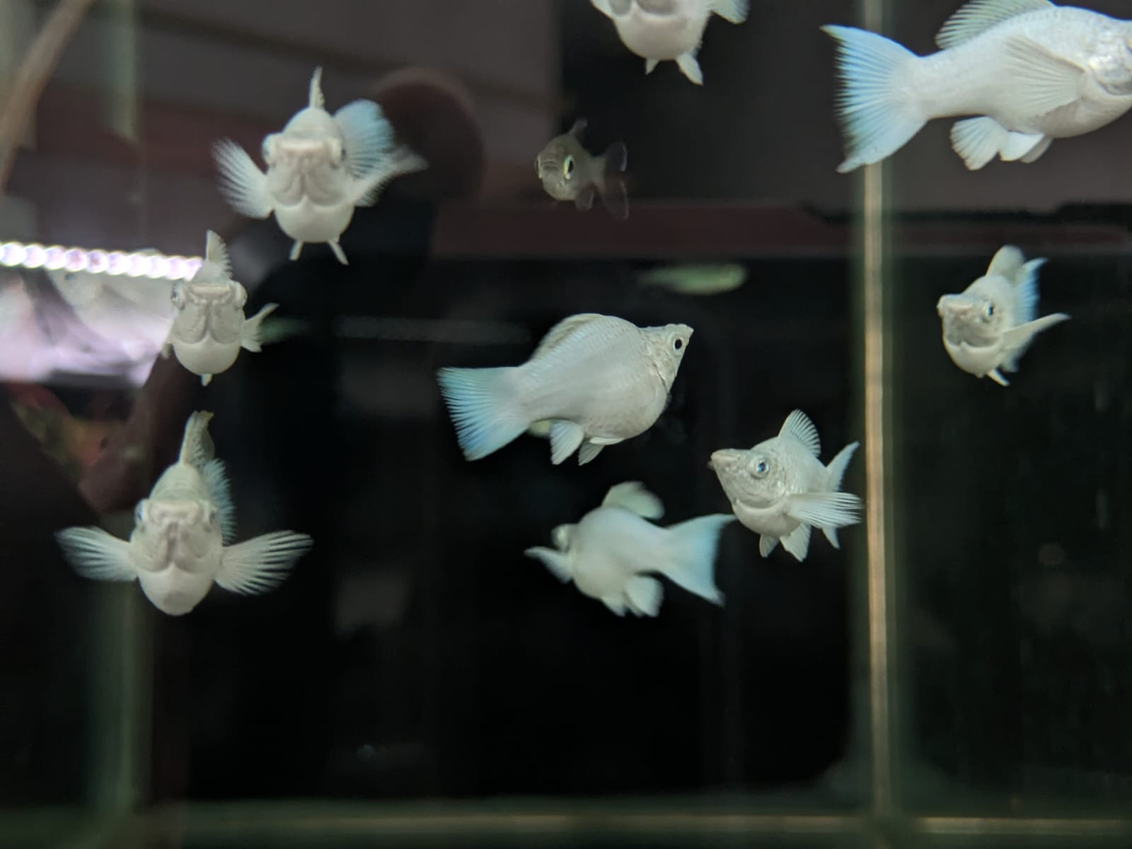 Imported Balloon Molly