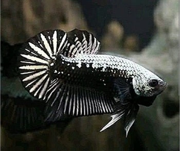 Black Mamba/ Black Dragon Fighter Fish