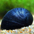 Military Helmet Snail
