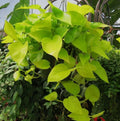 Money Plant