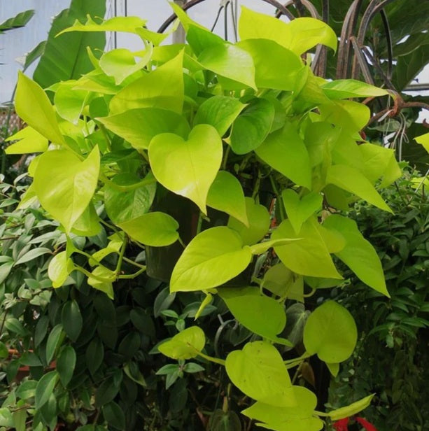 Money Plant