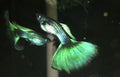 Moscow Green Guppy - Males