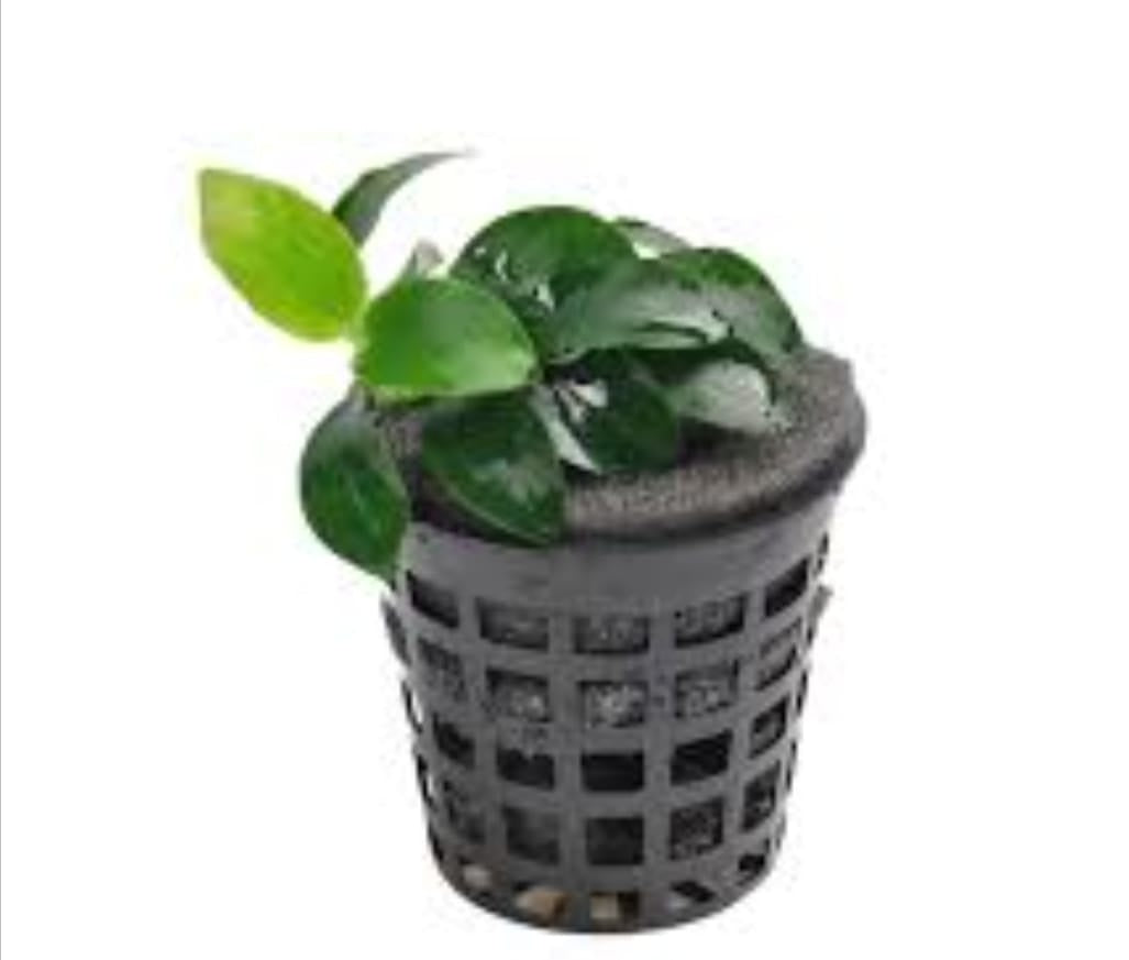 Anubias Barteri var. Nana – Pot Plants