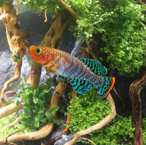 Bluefin Notho Killifish (Nothobranchius rachovii) - Males