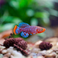 Bluefin Notho Killifish (Nothobranchius rachovii) - Males