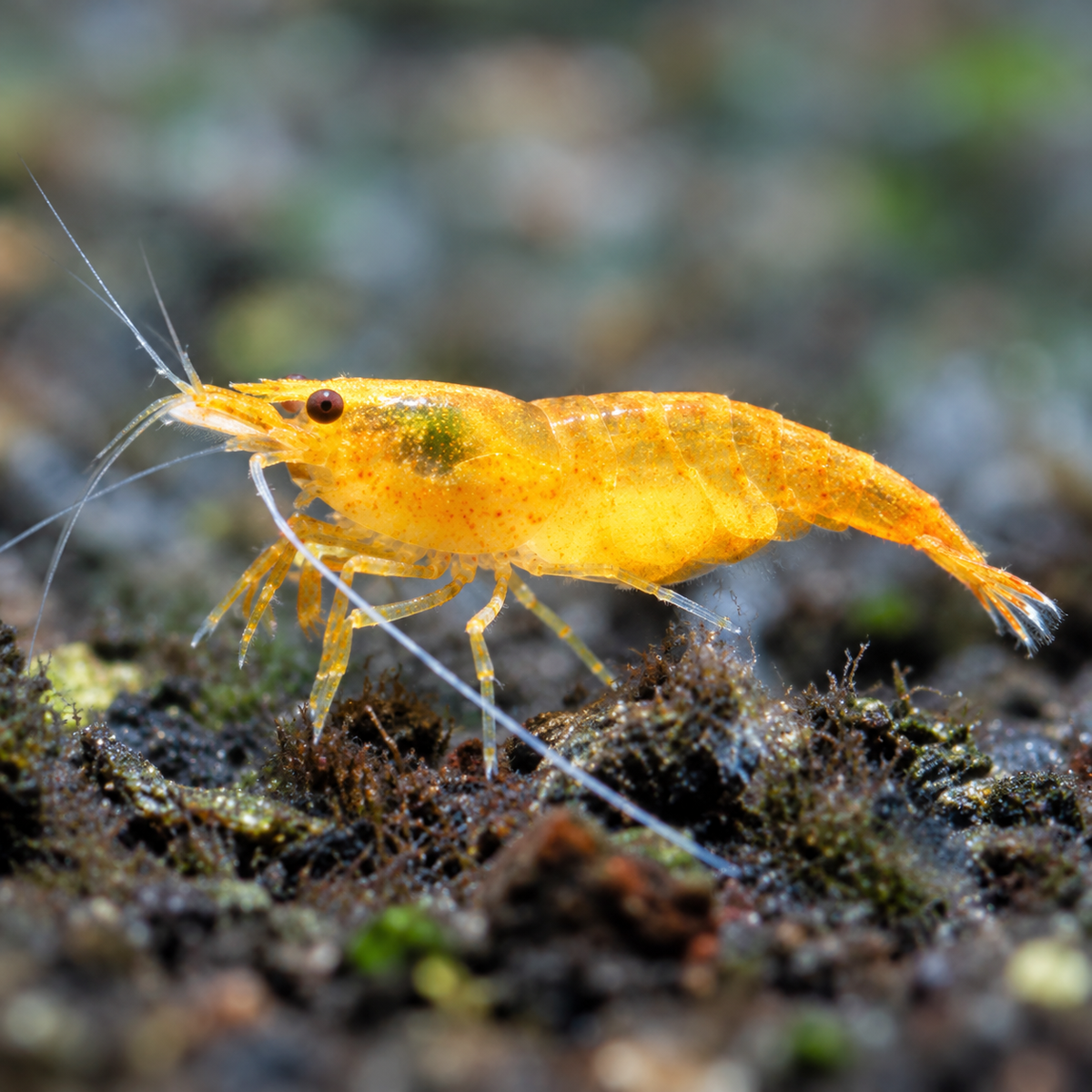 Orange Shrimps