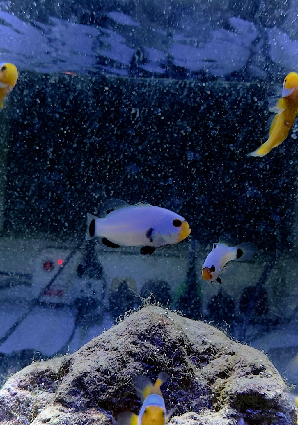 Platinum Percula Clownfish
