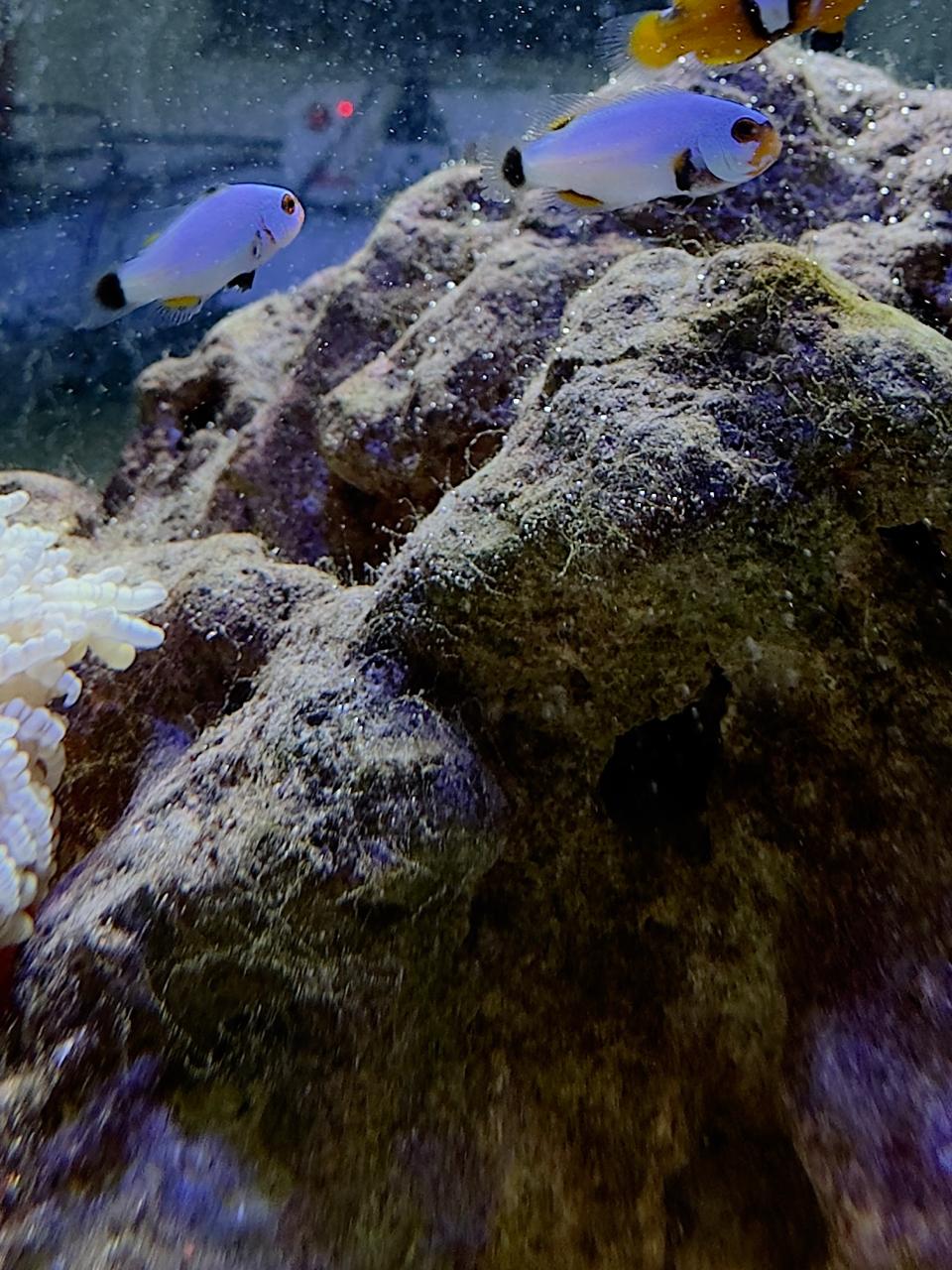 Platinum Percula Clownfish