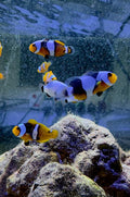 Platinum Percula Clownfish