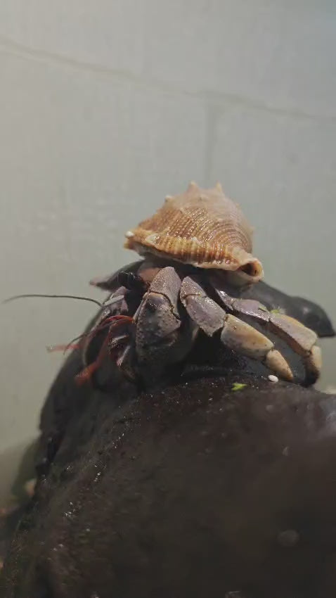 Freshwater Hermit Crab