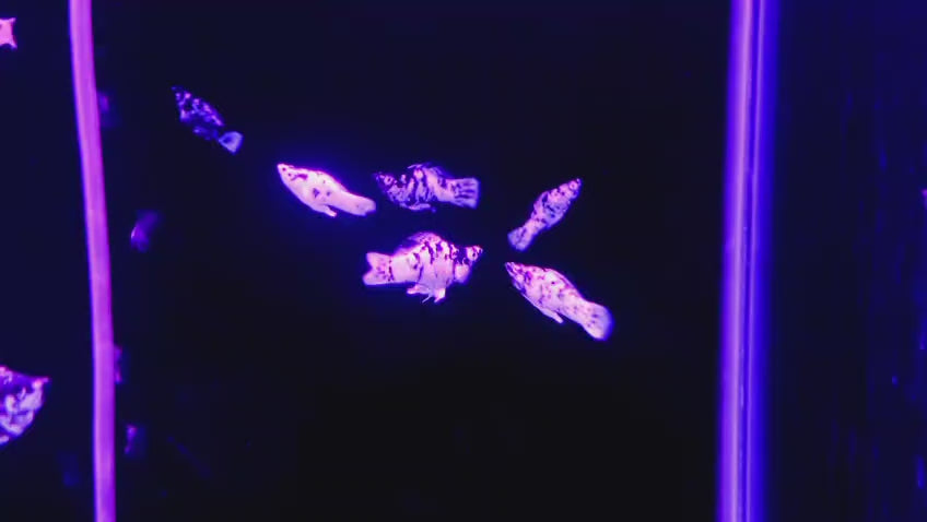 Dalmatian Molly
