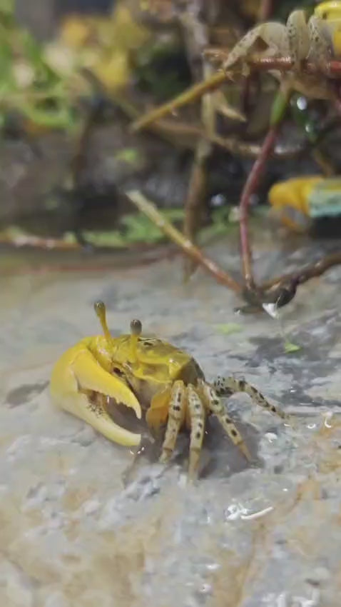 Yellow Fiddler Crab