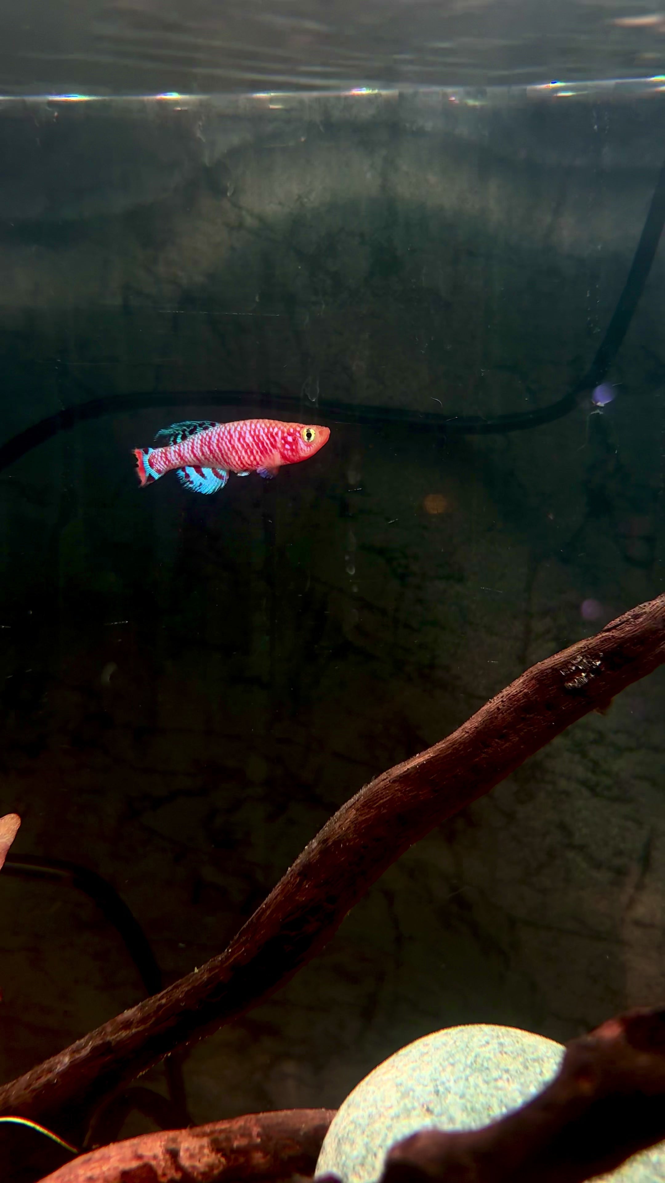 Bluefin Notho Killifish (Nothobranchius rachovii) - Males