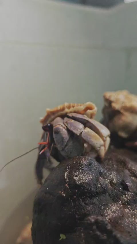 Freshwater Hermit Crab