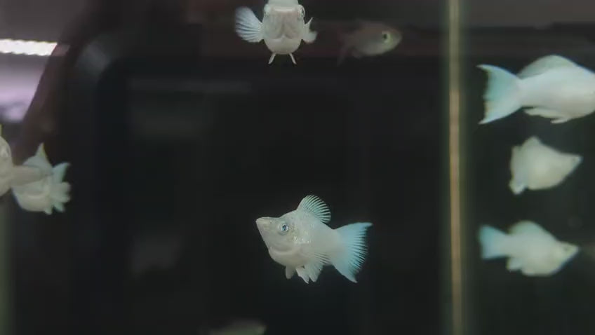 Imported Balloon Molly