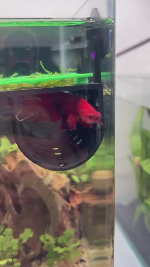 3D - Betta Hammock