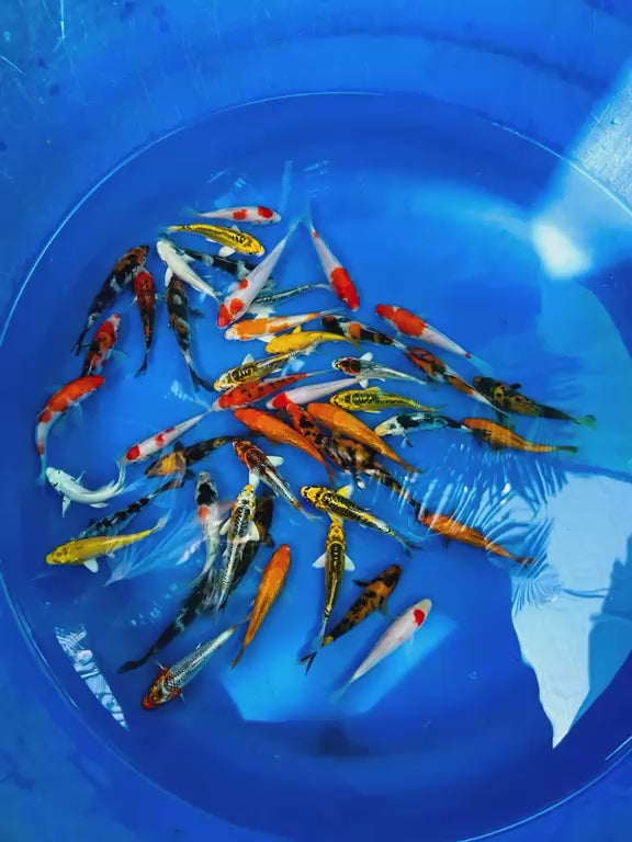 Japanese Koi - 3"