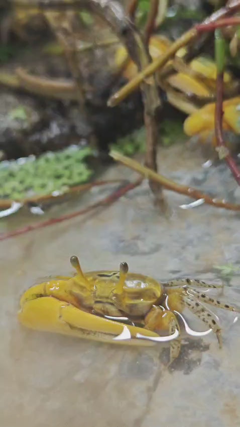 Yellow Fiddler Crab