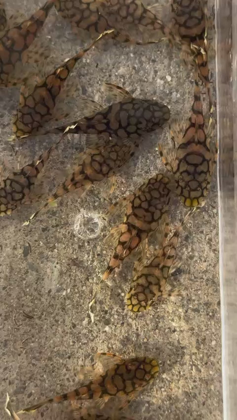 L519 Honeycomb Pleco (1.8 inch)