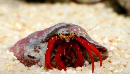 Red Leg Hermit Crab