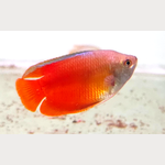 Red Lily Gourami