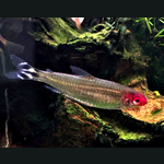 Rummy nose tetra
