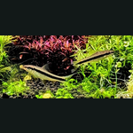 Siamese algae eater