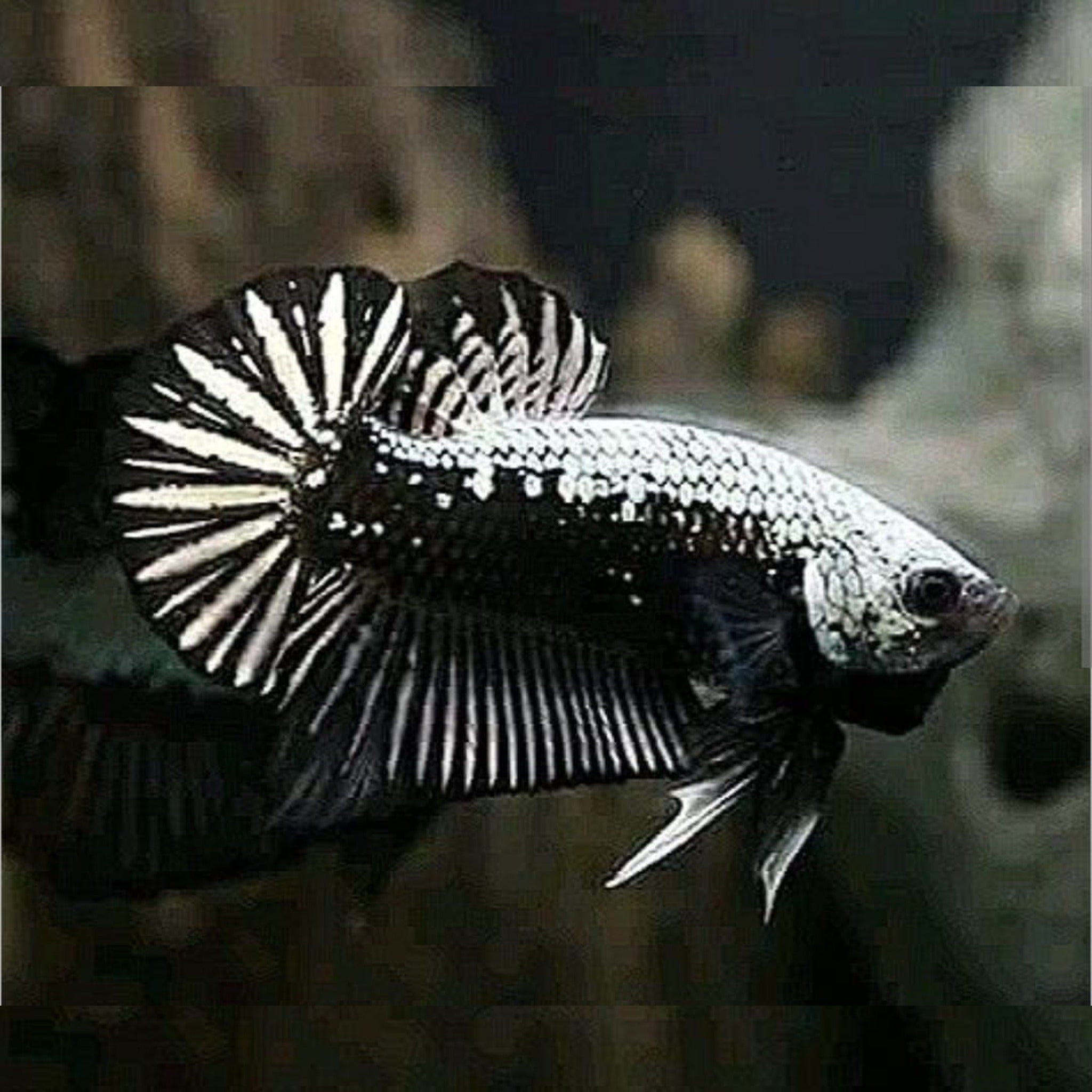 Black Mamba/ Black Dragon Fighter Fish