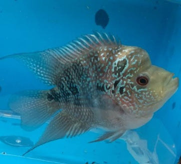 Short Body Flowerhorn