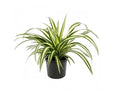Spider Plant