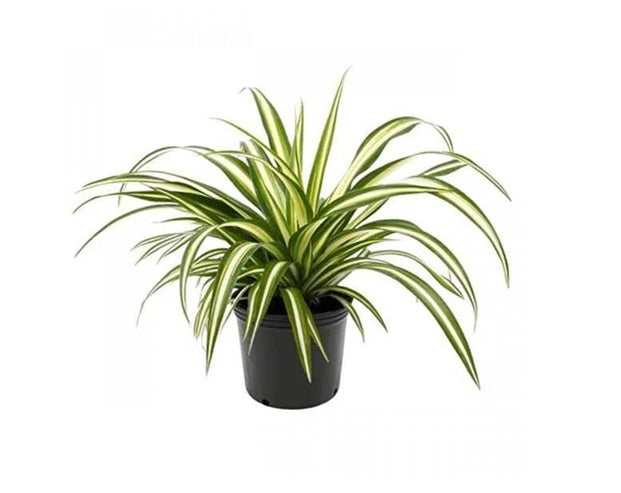 Spider Plant