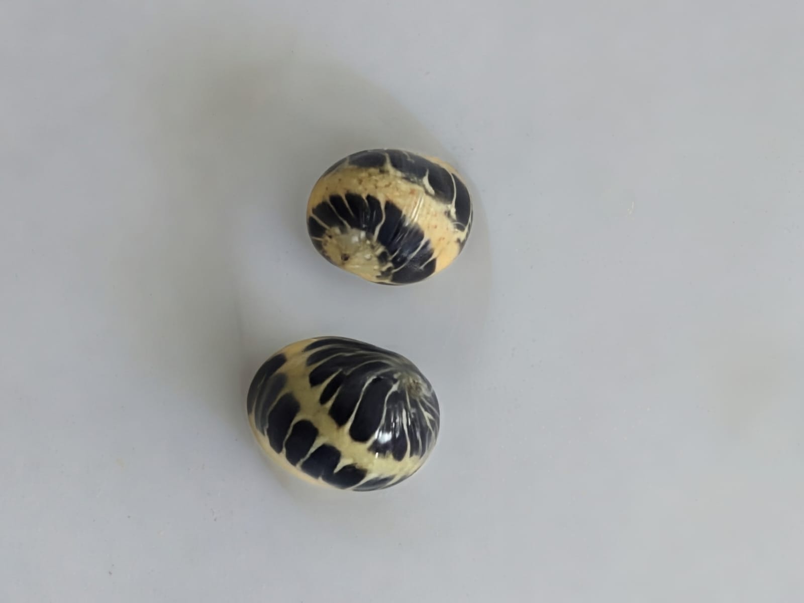 Stripped Batik Nerite Snail