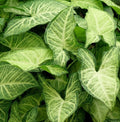 Syngonium Plant