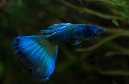Taiwan Blue Guppy Pair