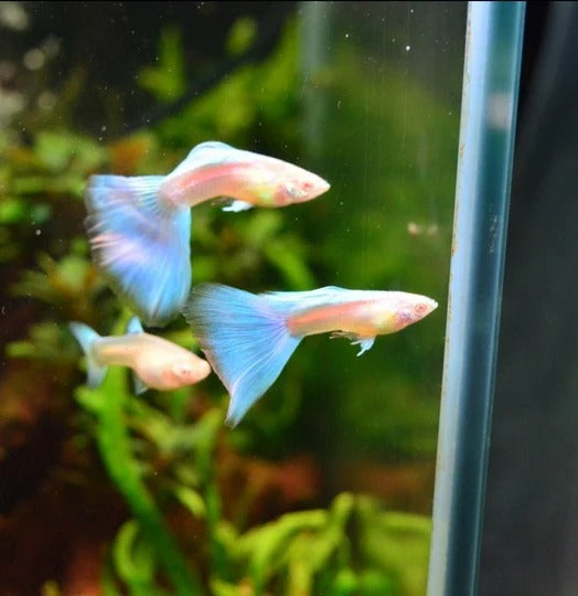 Topaz Blue Guppy - Pair