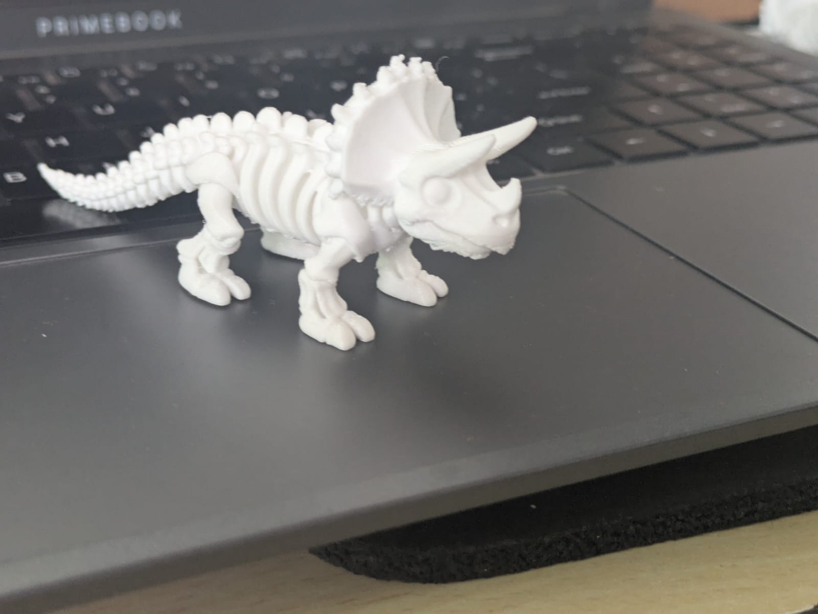 3D Triceratops Dino Single