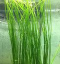 Vallisneria - (Single Stem)