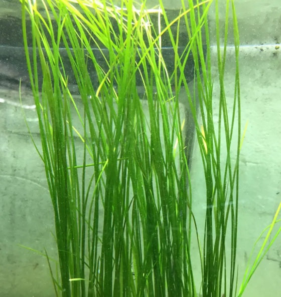 Vallisneria - (Single Stem)