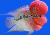 Baby Flowerhorn With A Potential Head Pop