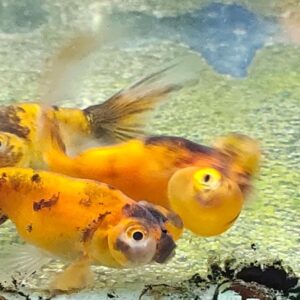 Bubble eye/ Telescopic Eye Gold Fish - Splashy Fin Live Fish